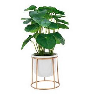 Sonoma Goods For Life® Friendship Plant & Ceramic Pot with Gold Metal Stand offers at $26.24 in Kohl's