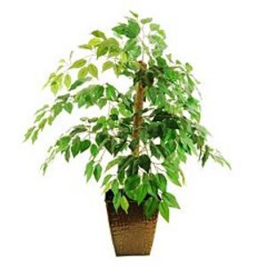 Designs by Lauren Artificial Ficus Tree offers at $59.99 in Kohl's